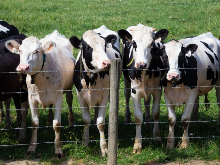 Jak poprawić bezpieczeństwo zwierząt w gospodarstwie?