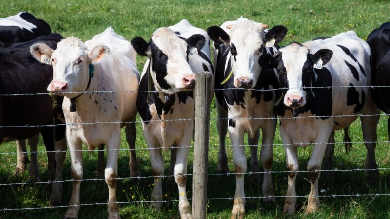 Jak poprawić bezpieczeństwo zwierząt w gospodarstwie?
