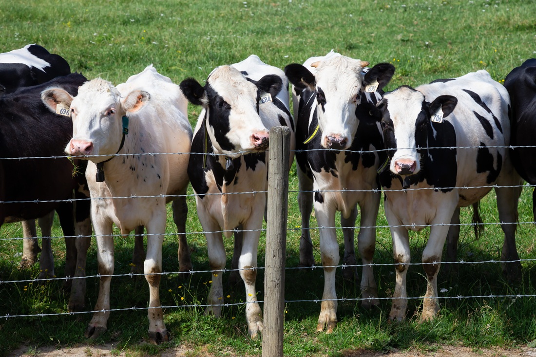 Jak poprawić bezpieczeństwo zwierząt w gospodarstwie?